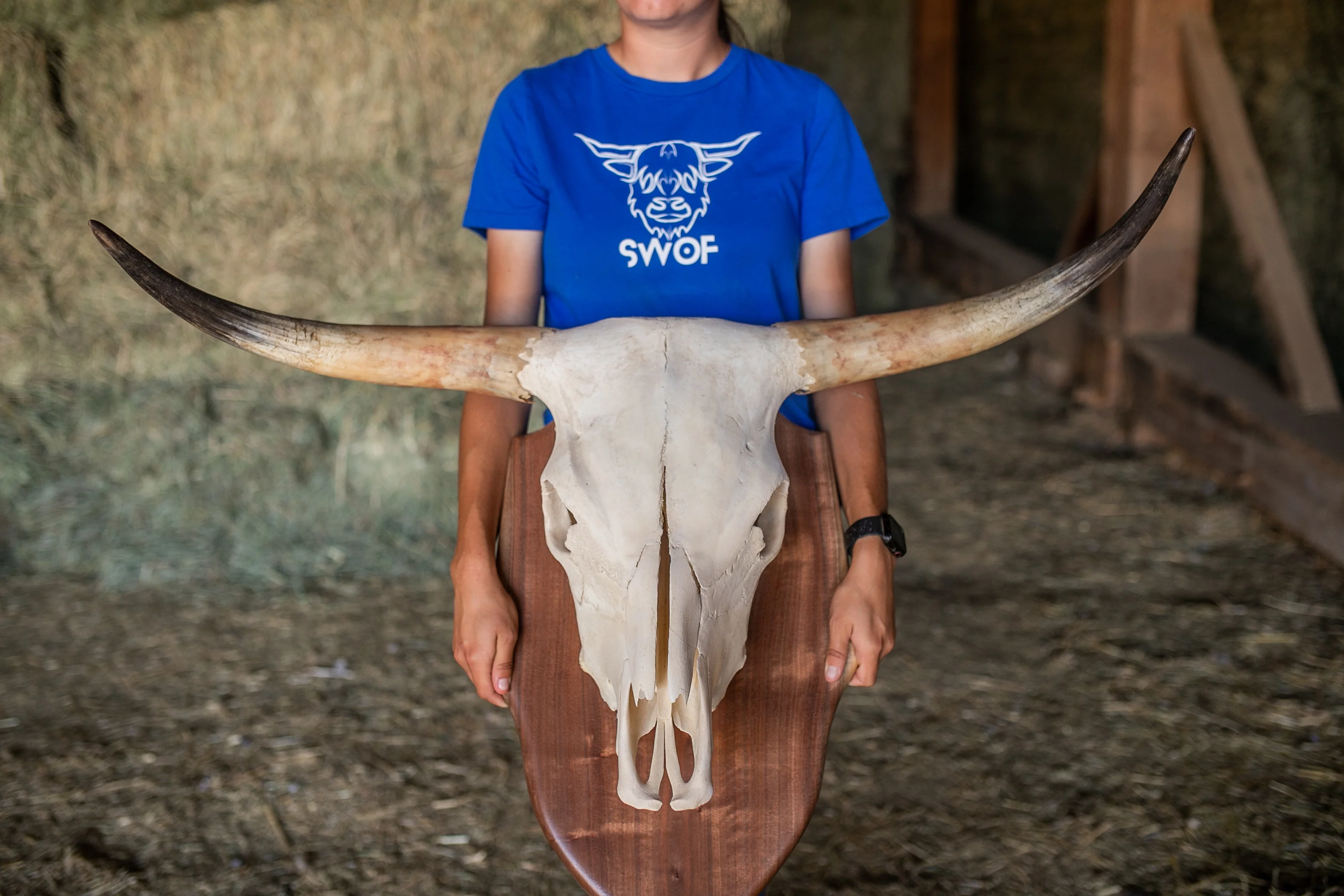 Scottish Highland Skull Horns, Euro Mount - Image 11