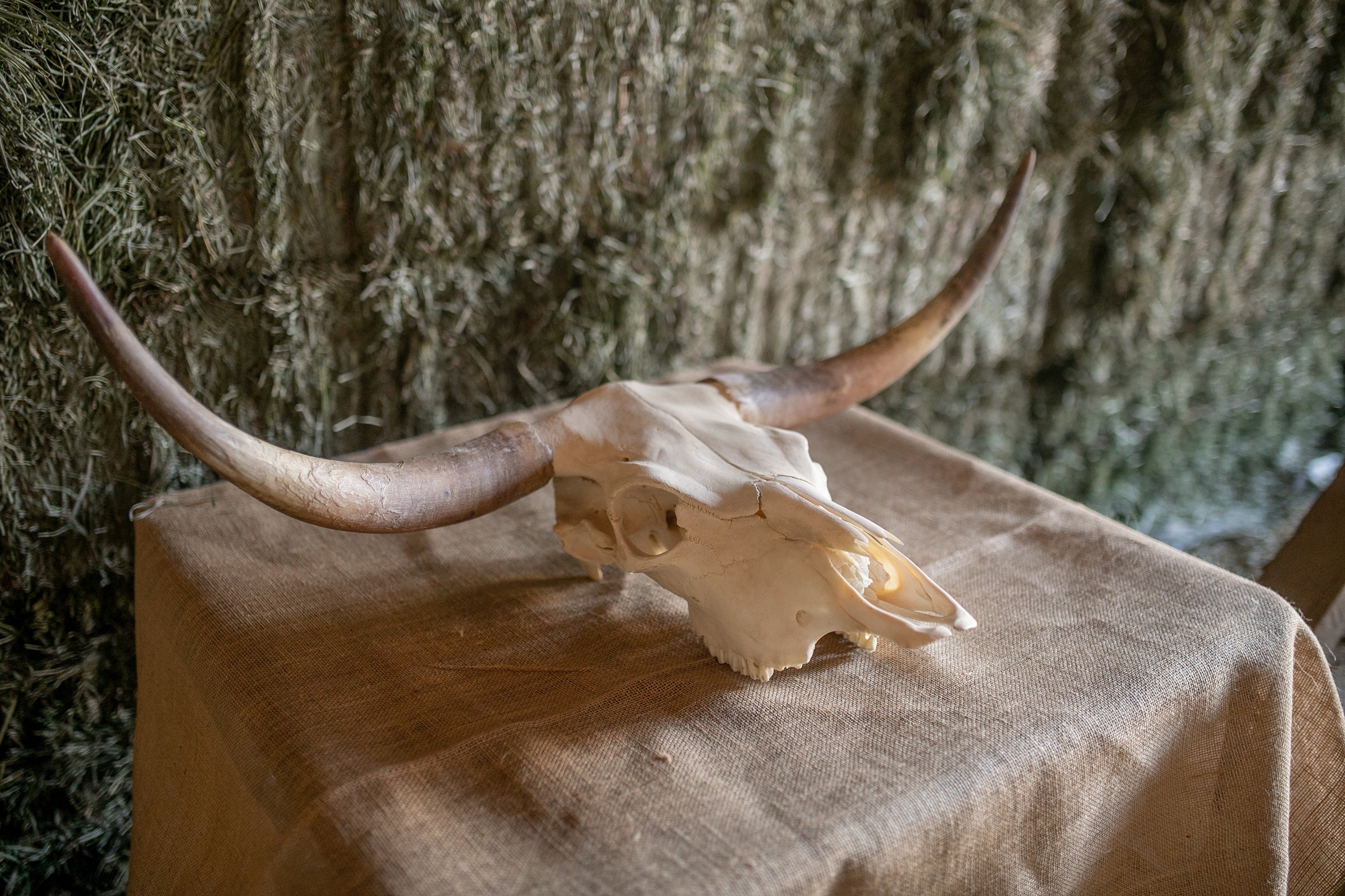 Scottish Highland Skull Horns, Euro Mount - Image 3
