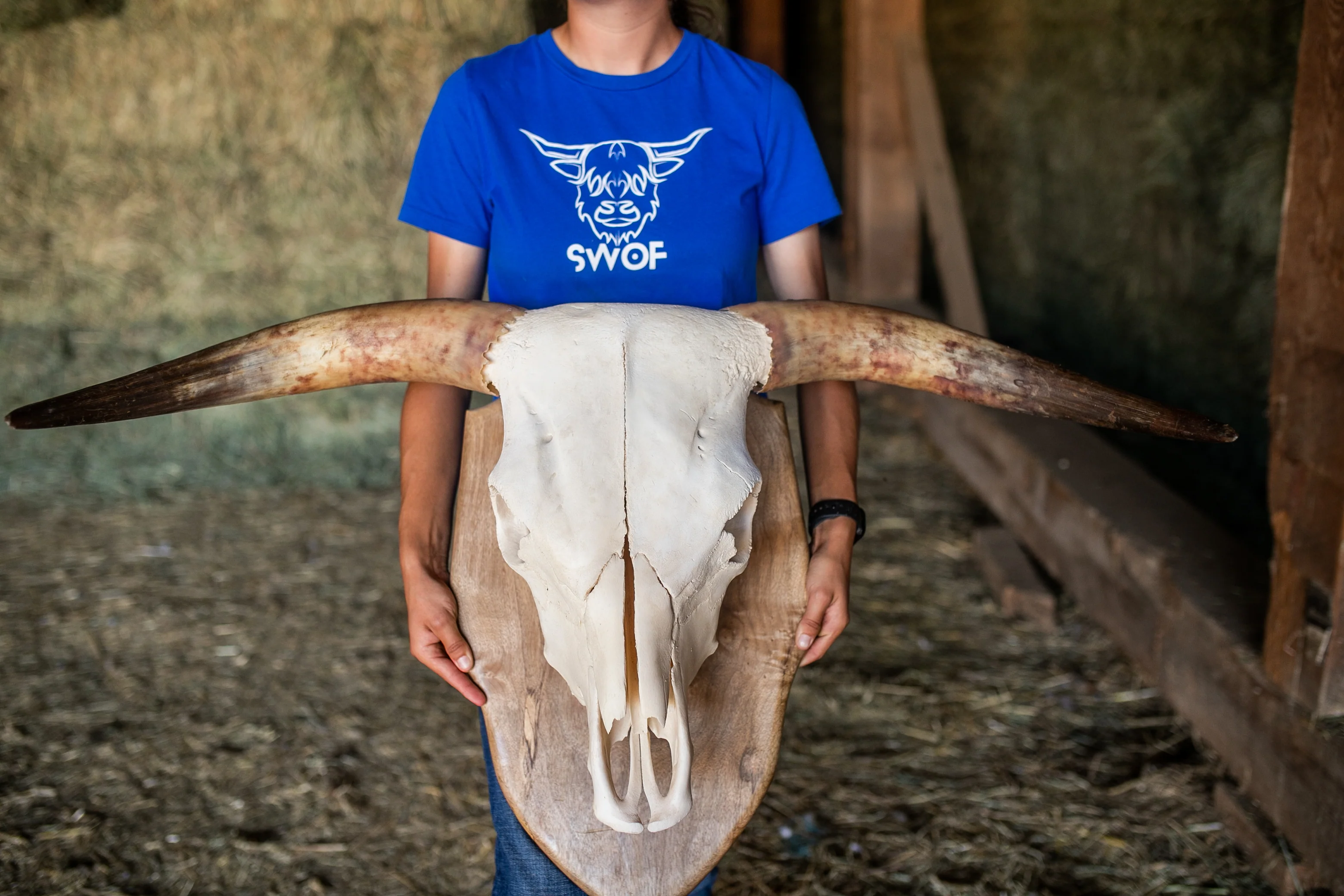 Scottish Highland Skull Horns, Euro Mount - Image 4