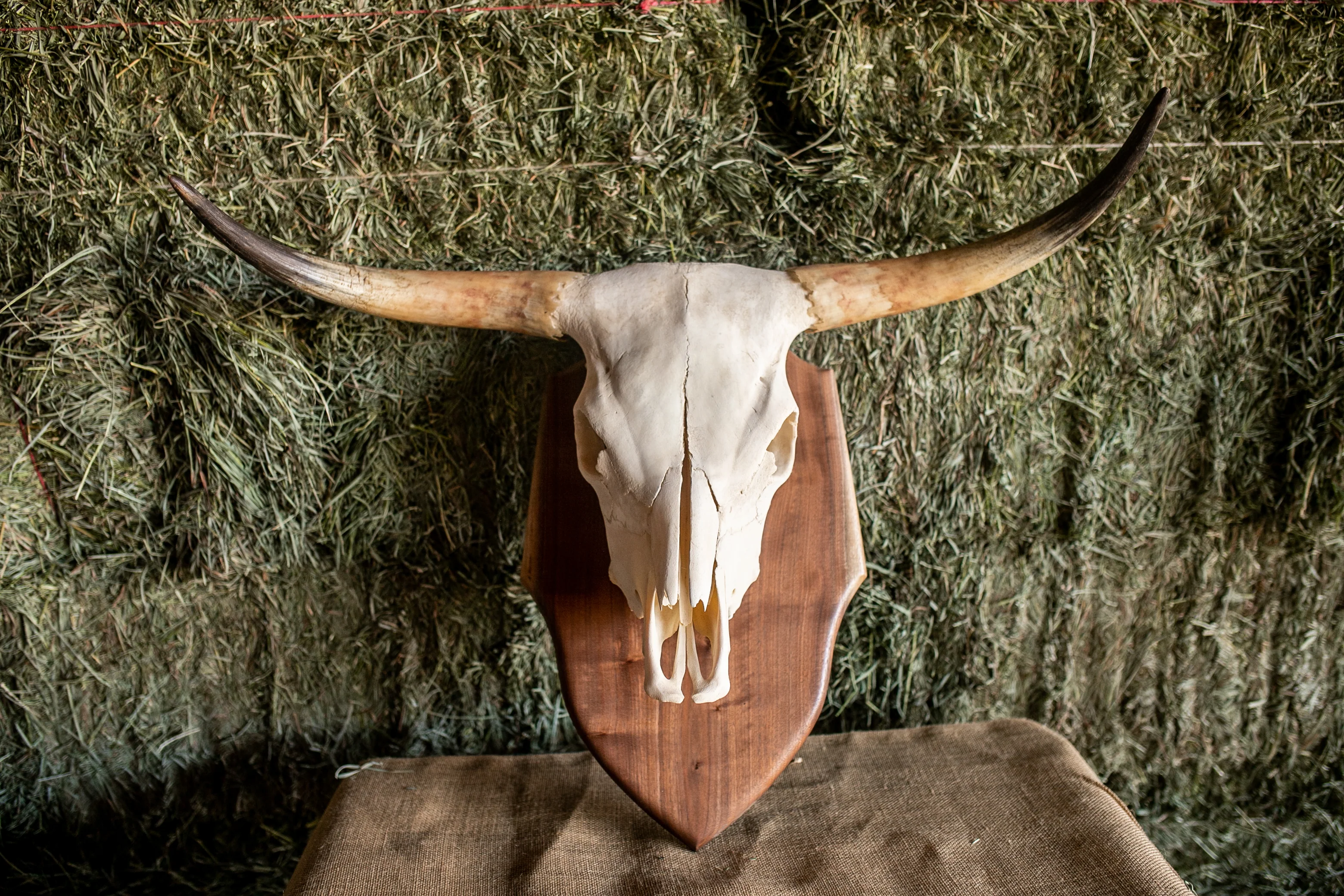 Scottish Highland Skull Horns, Euro Mount - Image 5