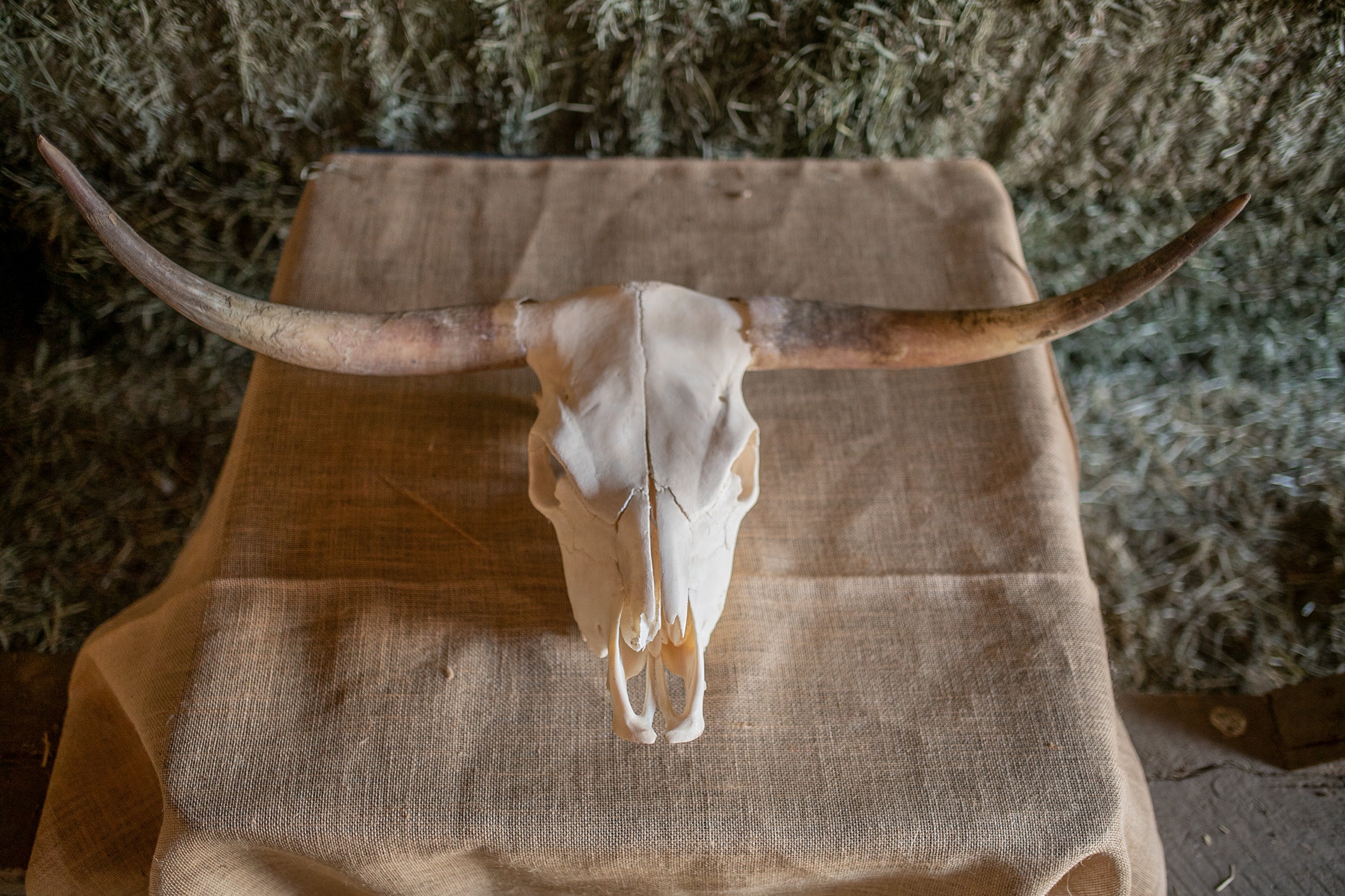 Scottish Highland Skull Horns, Euro Mount - Image 6