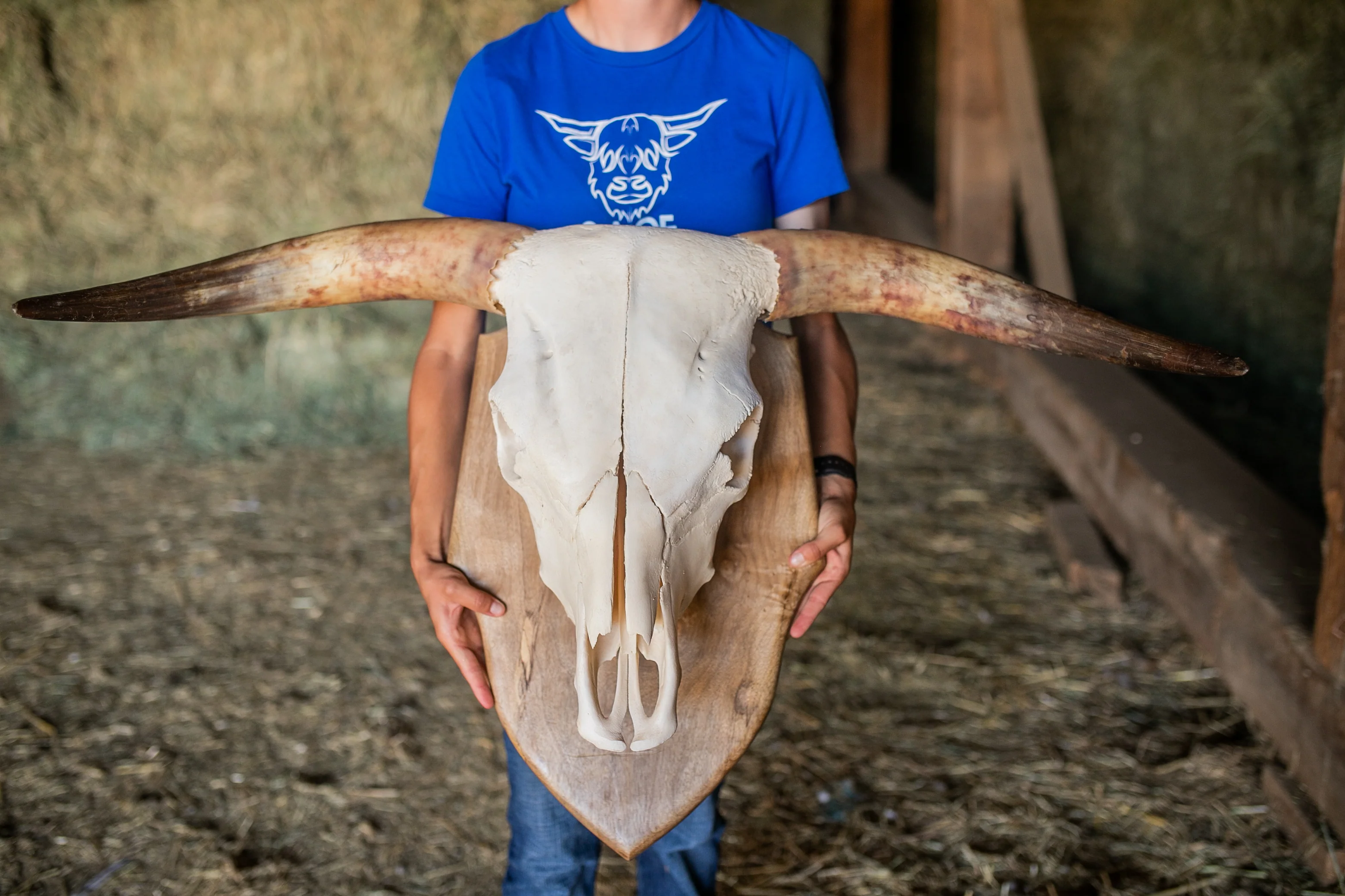 Scottish Highland Skull Horns, Euro Mount - Image 8