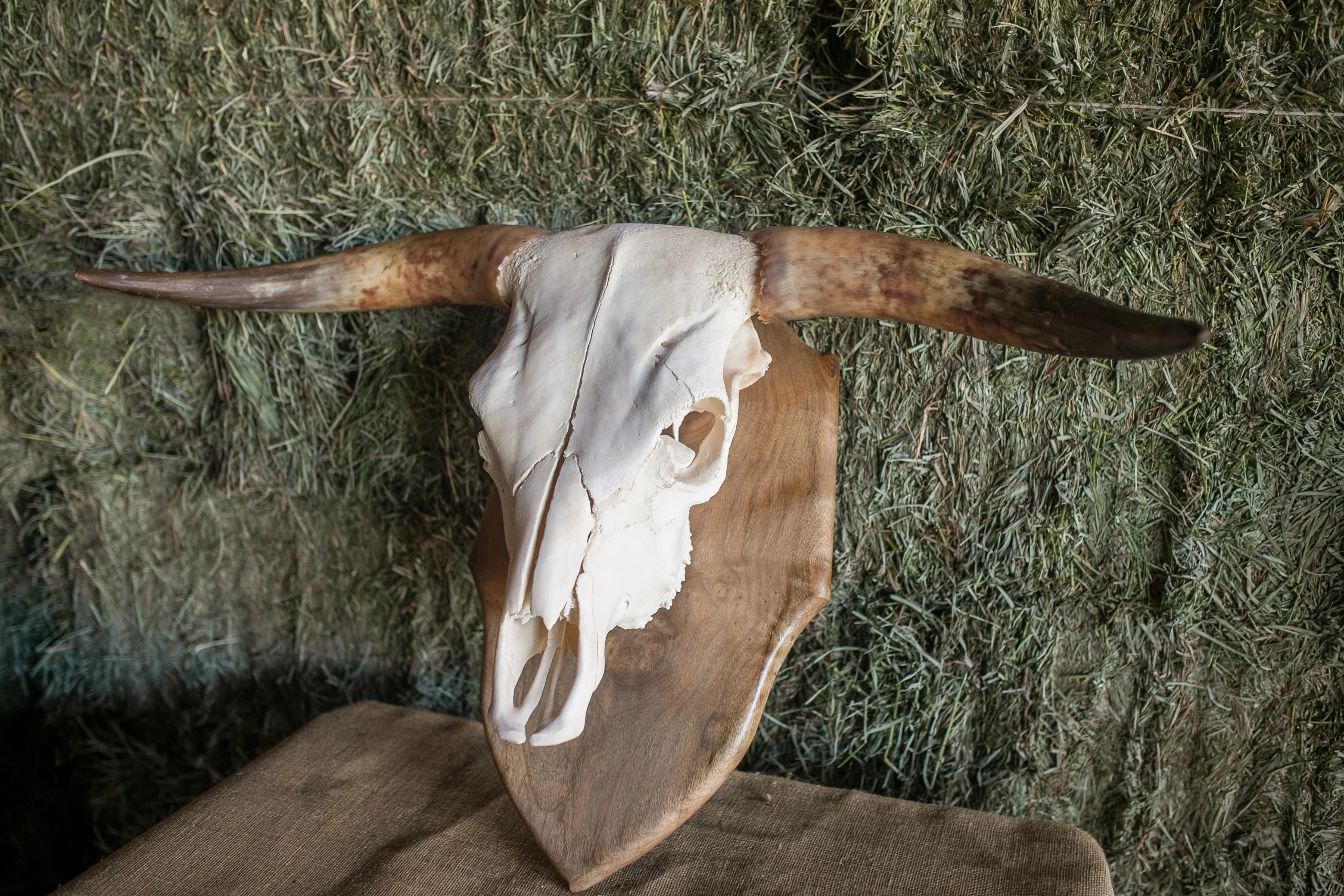 Scottish Highland Skull Horns, Euro Mount - Image 9